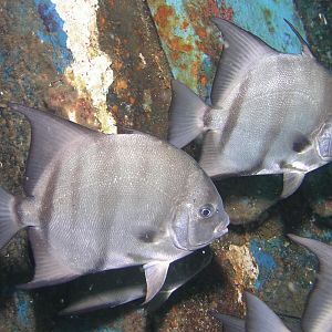 Spadefish