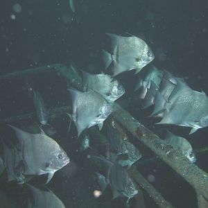 squadron of Spades