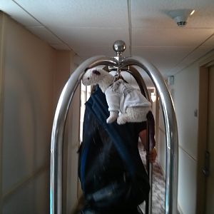 Getting chaufeurred to/from room
