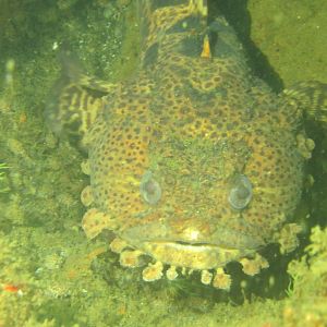 Leopard Toadfish Guards His Spot