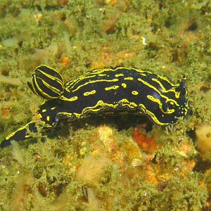 Florida Regal Sea Goddess Nudibranch