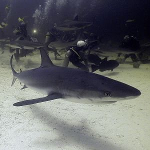 shark_8