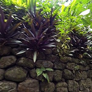 Garden Wall - St Kitts