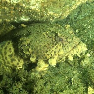 Atlantis (Bridge Rubble)