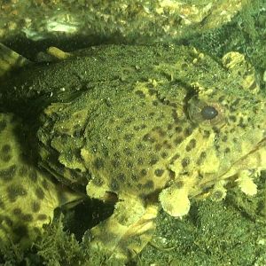 Atlantis (Bridge Rubble)