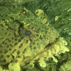 Atlantis (Bridge Rubble)