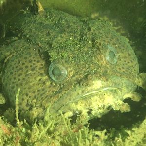 Atlantis (Bridge Rubble)