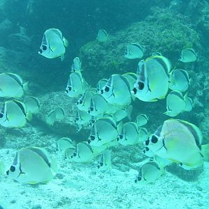 this picture gives me butterflies