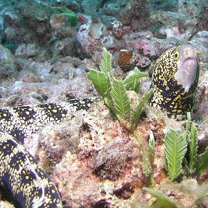 Snowflake Moray