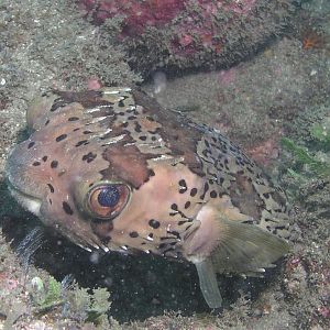 balloonfish