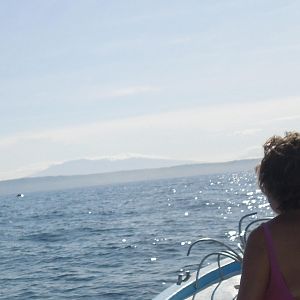 whales in the distance