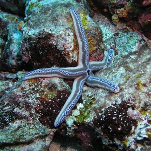 baby, you're a star!