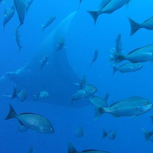 they just kept coming