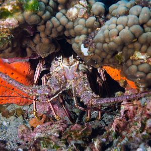 lobster
