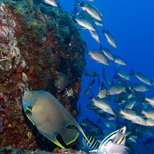 more reef