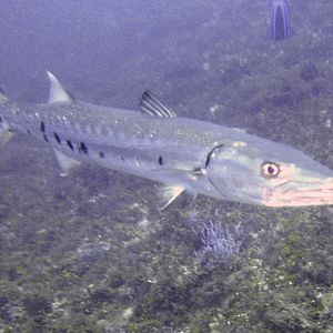 baracuda1
