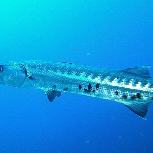 baracuda2
