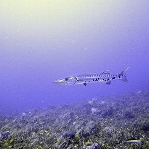 baracuda3