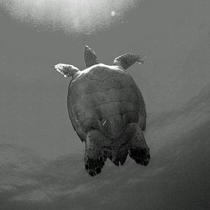 black_and_white_turtle