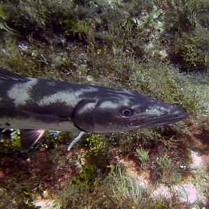 darker_barracuda