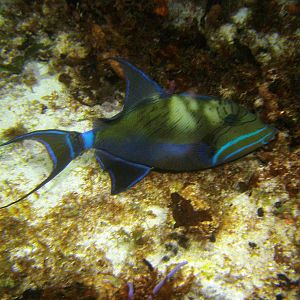 fish