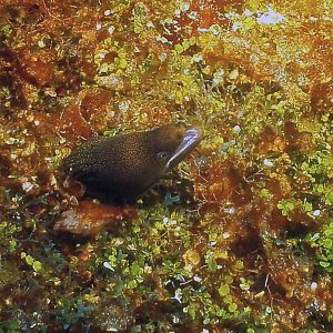 tiny_moray