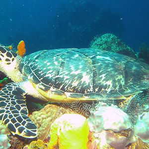 turtle11