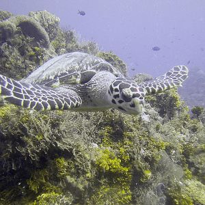 turtle41