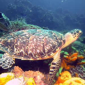turtle_2
