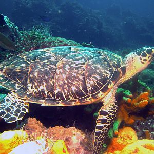 turtle_2a