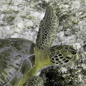turtle_3