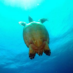 turtle_swimming
