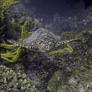 turtle_swimming2