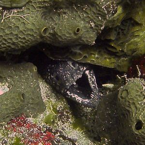 moray_in_cedral
