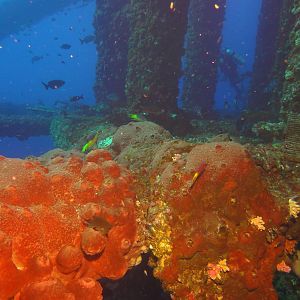 Coral growth on rig jacket