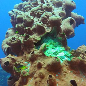 Damaged coral growth on rig jacket