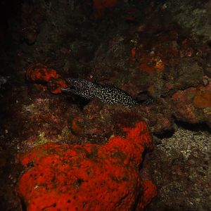 Moray hiding on the Flower Gardens