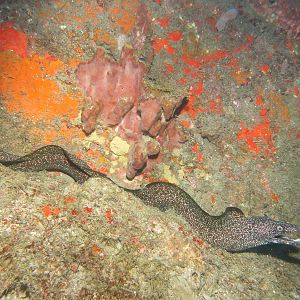 Moray on the Flower Gardens