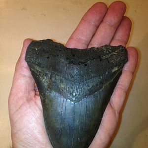 My megalodon tooth
