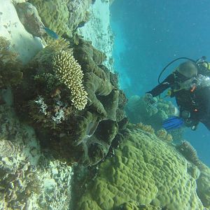 Giant Clams on Ulong Channel