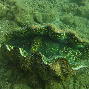 Shore dive in the harbor