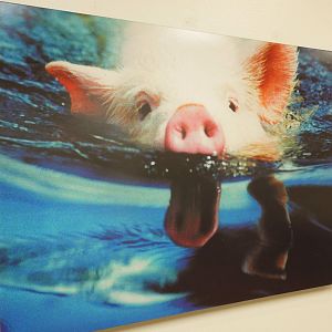 Ralph the Swimming Pig