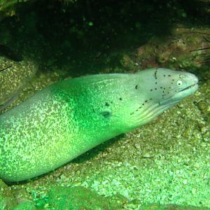 Geometric Moray Eel