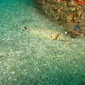 Crocodile Fish
