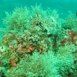 Where's Waldo the Scorpion Fish