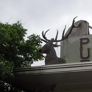 we met under the head of the stag