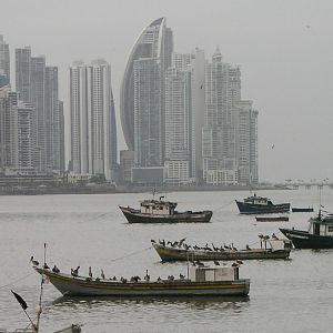 pelicans