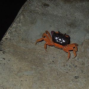 these things were everywhere at night!