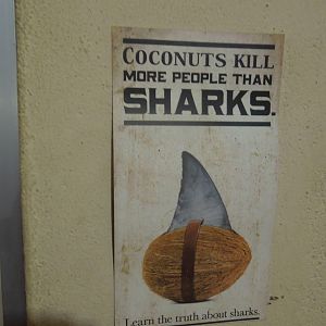 I wonder if we can sell the Chinese coconut soup?