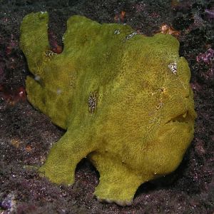return of the frogfish